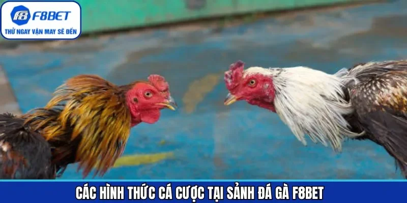Khám phá các sảnh chọi gà tại F8BET phổ biến nhất