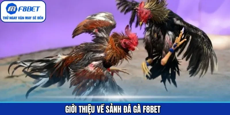 Sơ lược chi tiết sảnh đá gà F8BET