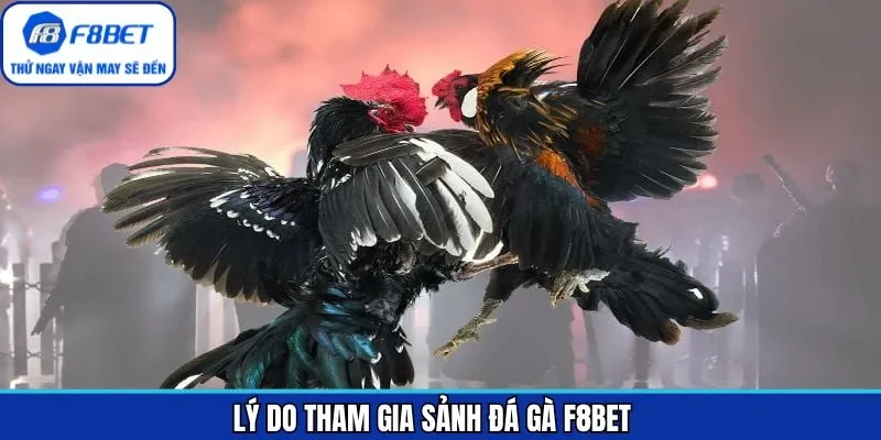 Những ưu điểm nổi bật về loại hình chọi gà tại F8BET